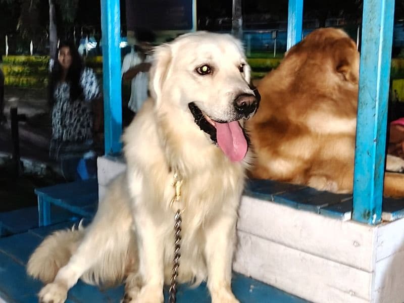 English Golden Retriever 4 years 5 months old male medium named Bunny for breeding in Peeramcheru, Telangana | Petmeetly