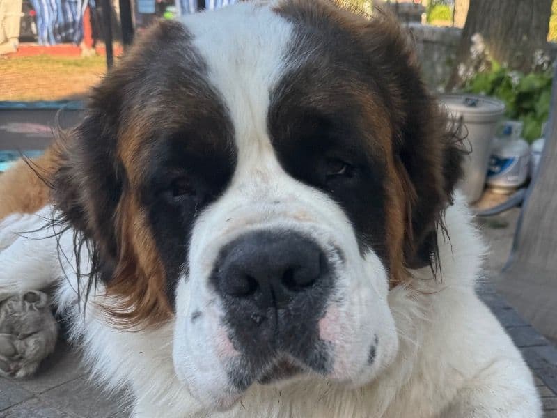 Saint Bernard 1 year 6 months old male extra large named Barnaby for breeding in Cumberland County, Maine | Petmeetly