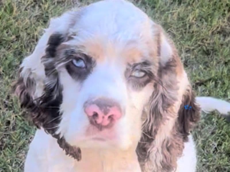 American Cocker Spaniel 3 years 5 months old male medium named Ice for breeding in Pinal County, Arizona | Petmeetly