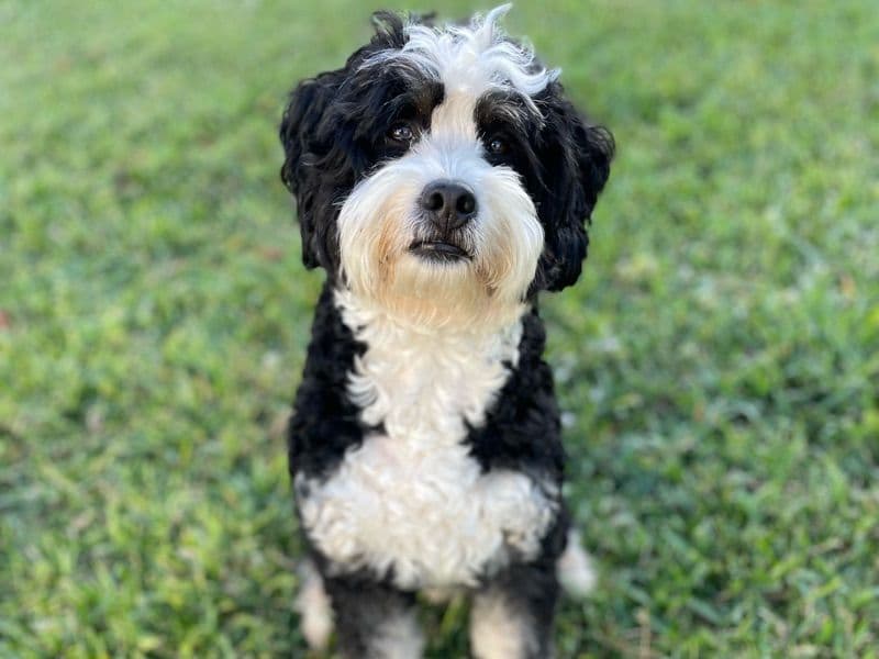 Bernedoodle 3 years 7 months old male medium named Max for breeding in Palm Beach County, Florida | Petmeetly