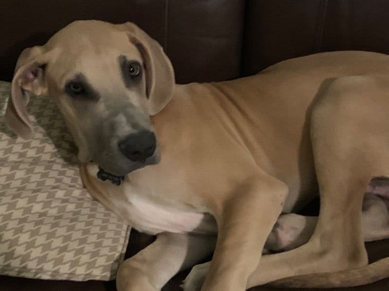 Great Dane 3 years 9 months old male large named Scooby for breeding in Tulsa County, Oklahoma | Petmeetly