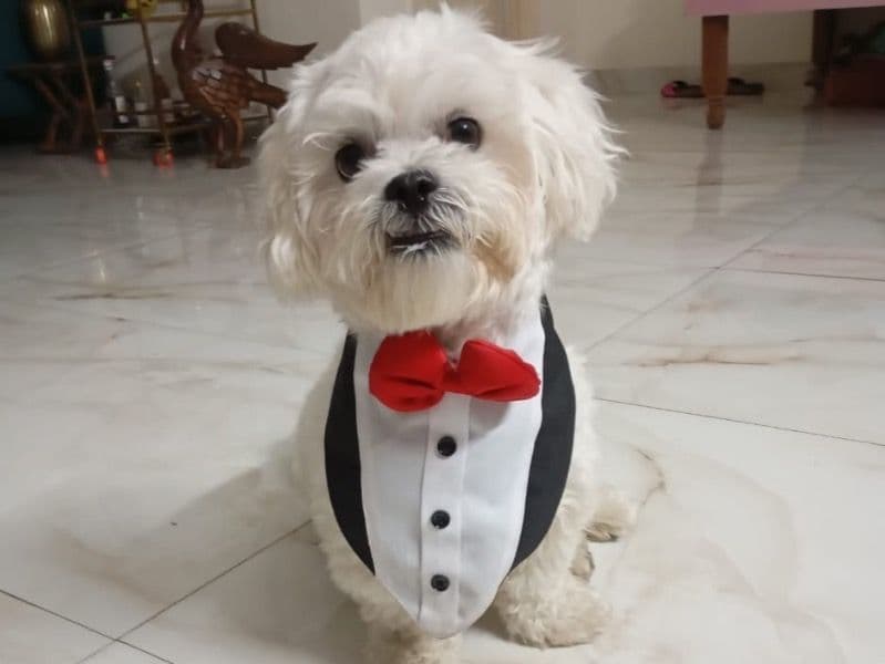 Maltese 2 years 4 months old male small named Pixie for breeding in New Delhi, Delhi | Petmeetly