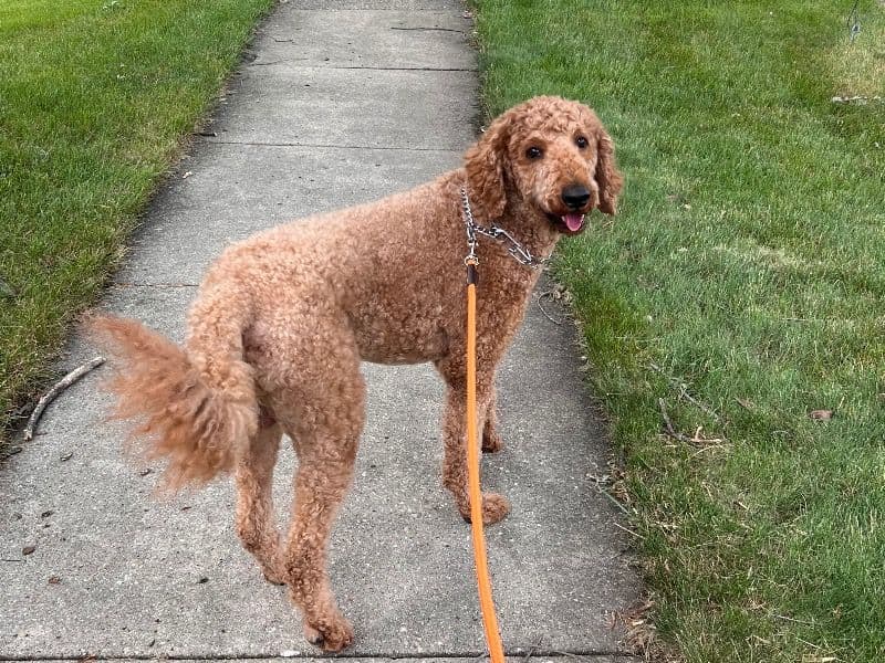 Mini Golden Doodle 3 years old male large named Saint for sale in Rock County, Wisconsin | Petmeetly