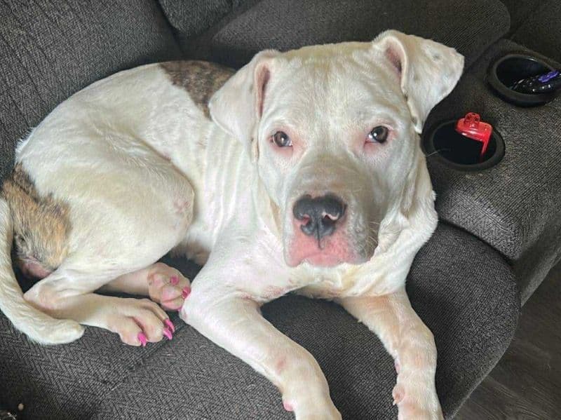 American Bulldog 2 years old female medium named Momma for breeding in Warrick County, Indiana | Petmeetly
