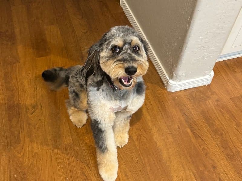 Aussiedoodle 3 years 4 months old female medium named Lady for breeding in Maricopa County, Arizona | Petmeetly