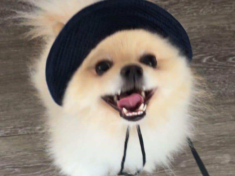 Pomeranian 1 year 7 months old male small named Louie for breeding in Simcoe County, Ontario | Petmeetly