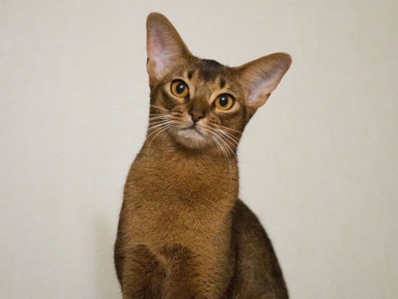 Abyssinian 5 years 6 months old female named Kiara for breeding in Corman Park No. 344, Saskatchewan | Petmeetly