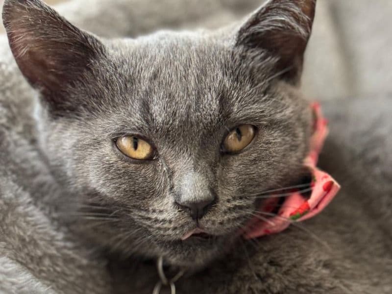 British Shorthair 8 months old female named Angel for breeding in Berkshire, England | Petmeetly
