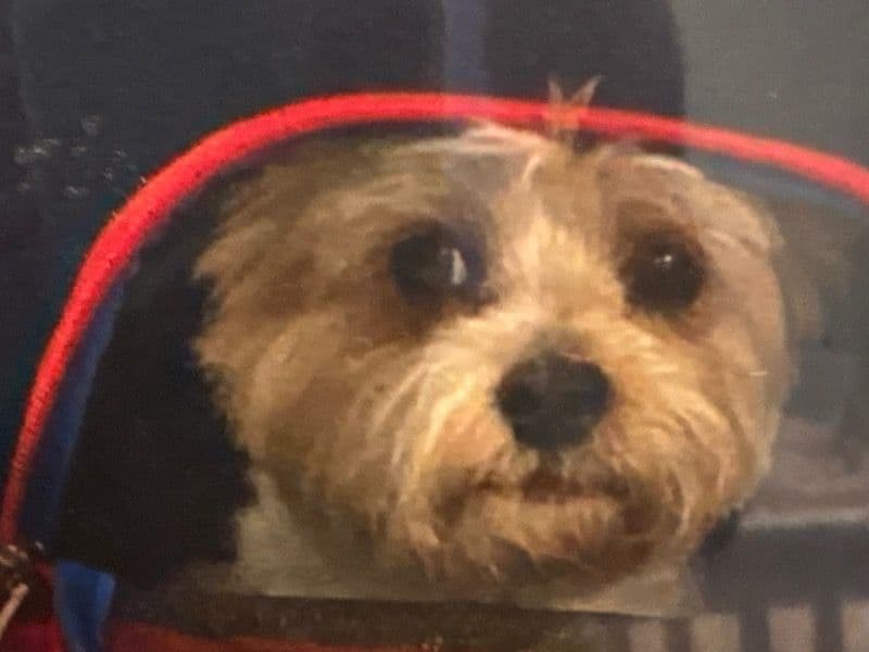 Morkie 11 years 6 months old male small named Rocco for breeding in Indian River County, Florida | Petmeetly