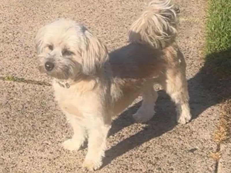 Lhasa Apso 3 years 4 months old female small named Cinderella for breeding in Berks County, Pennsylvania | Petmeetly