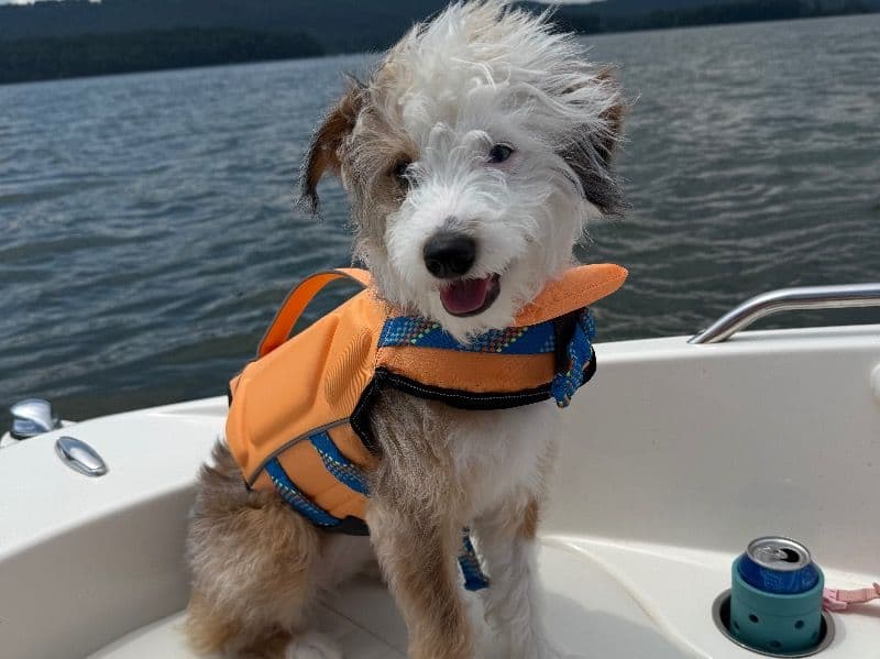 Aussiedoodle 11 months old female medium named Daisy for breeding in Knox County, Tennessee | Petmeetly