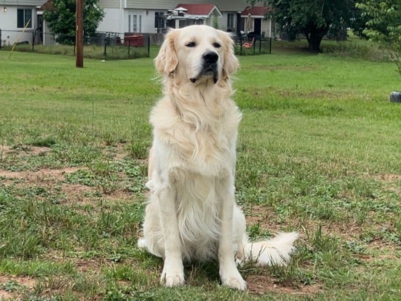 English Golden Retriever 3 years old male large named Maverick for breeding in Dallas County, Texas | Petmeetly