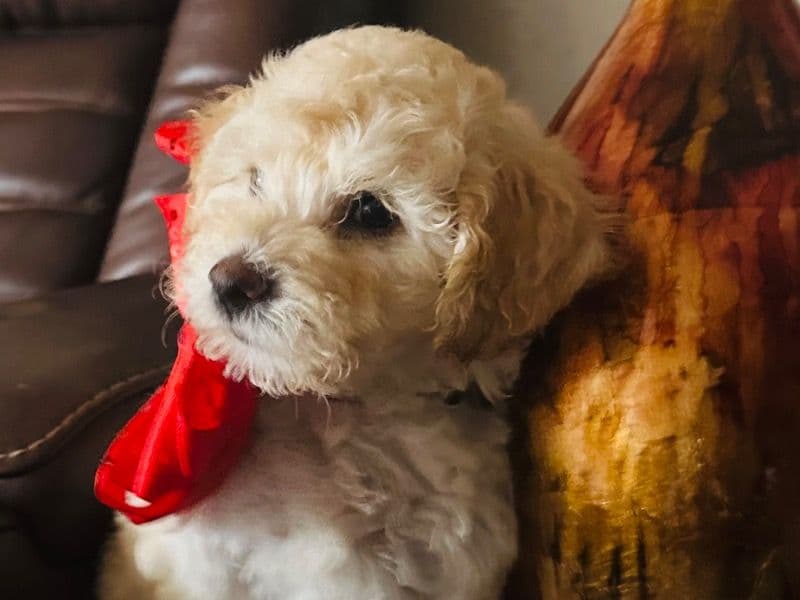 Miniature Poodle 3 months old female small named Elly for adoption in Pinal County, Arizona | Petmeetly