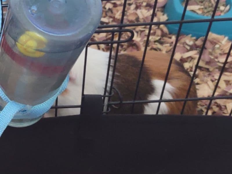 Guinea Pig 3 years 4 months old female named Piglet for sale in Bossier City, Louisiana | Petmeetly