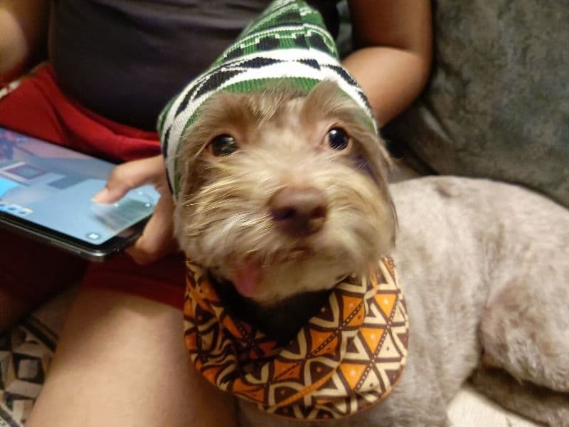 Lhasa Apso 3 years 4 months old male small named Coco for breeding in Konkan Division, Maharashtra | Petmeetly