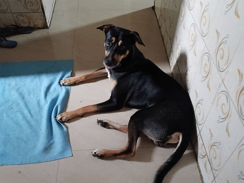 Indian Pariah Dog 2 years 5 months old male medium named Max for breeding in Konkan Division, Maharashtra | Petmeetly