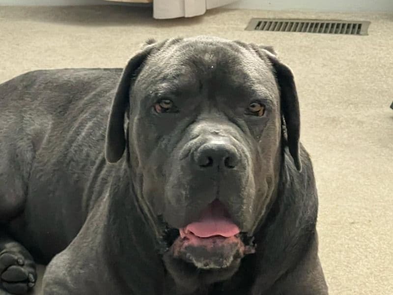 Cane Corso 2 months old male extra large named Cane Corso for sale in Maryland | Petmeetly