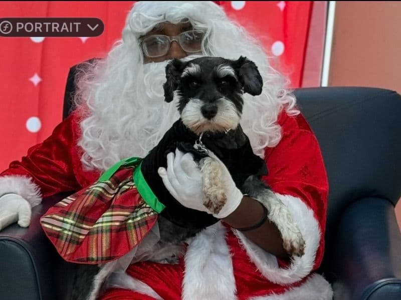 Miniature Schnauzer 3 years 2 months old female small named Ava for breeding in Dallas County, Texas | Petmeetly