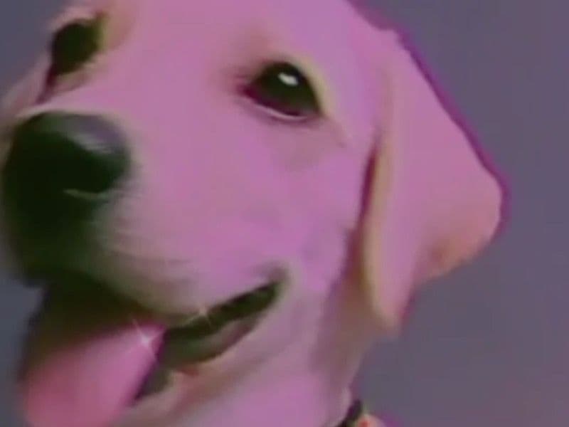 English Labrador Retriever 4 years old female large named Loki for breeding in Kochi, Kerala | Petmeetly