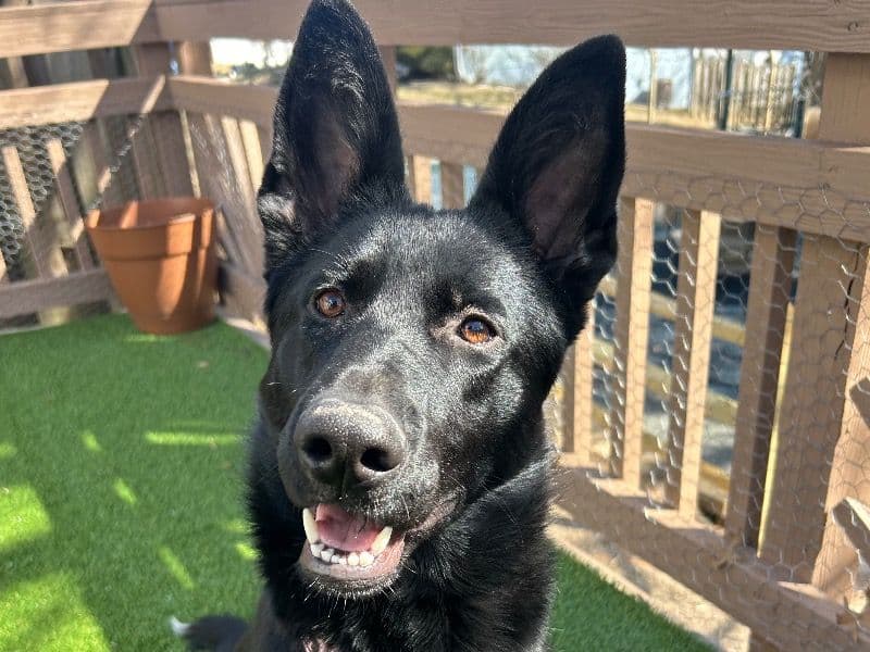 Black German Shepherd 1 year 6 months old female large named Athena for breeding in Montgomery County, Maryland | Petmeetly
