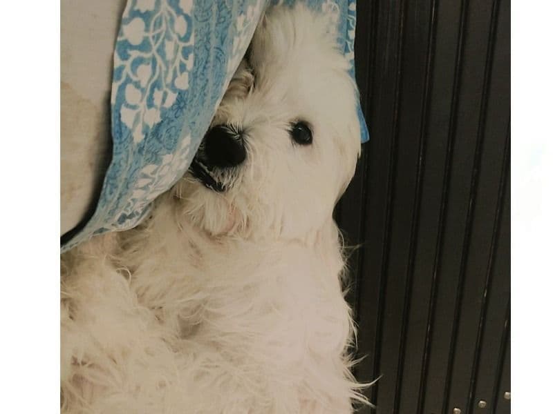 Lhasa Apso 2 years 4 months old male medium named Coco for breeding in Meerut Division, Uttar Pradesh | Petmeetly