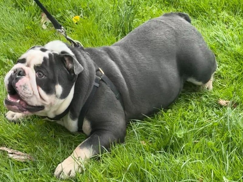 White English Bulldog 2 years 3 months old male medium named Cru for breeding in Kings County, New York | Petmeetly