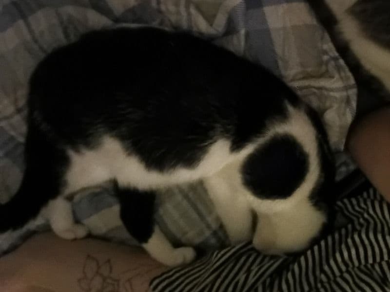 American Shorthair 10 months old male named Batman for adoption in Lewis County, West Virginia | Petmeetly