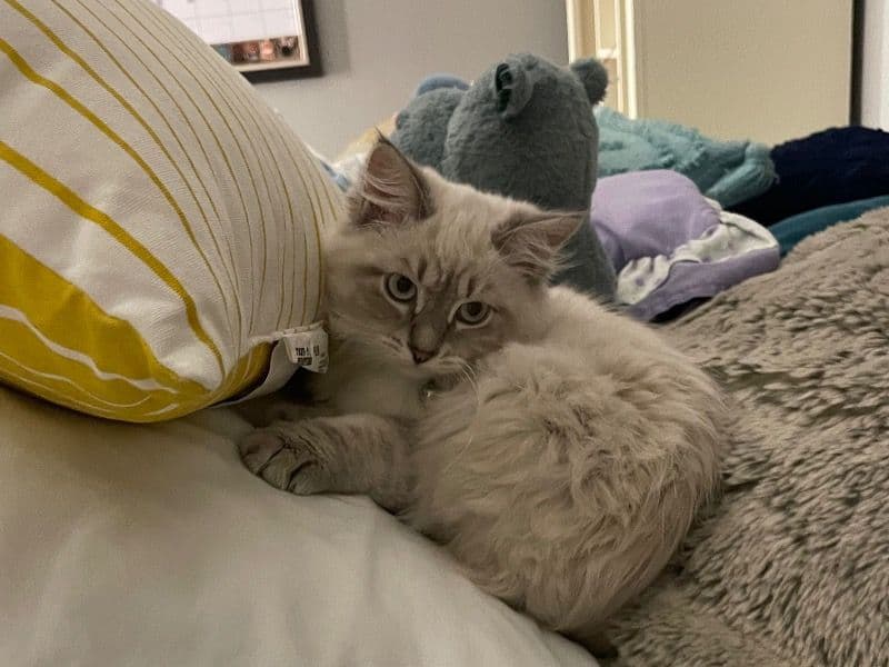 Siberian 3 years 5 months old female named Cassie for breeding in Broward County, Florida | Petmeetly