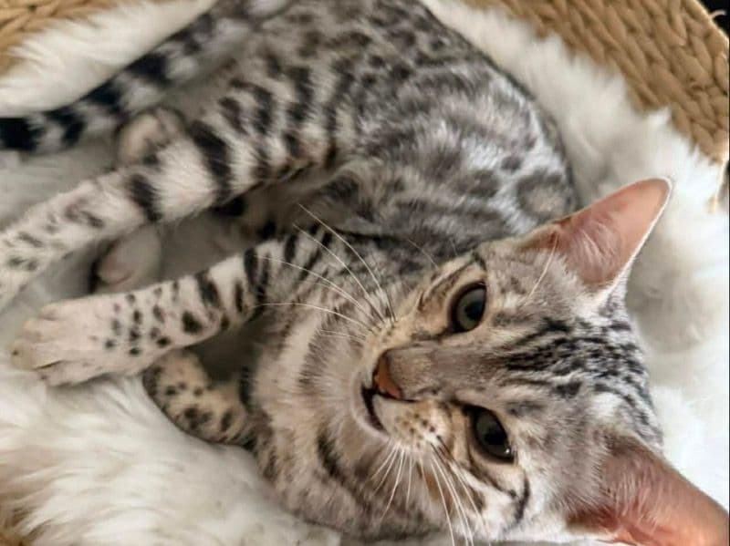 Bengal 6 months old female named Maki for breeding in Riverside County, California | Petmeetly