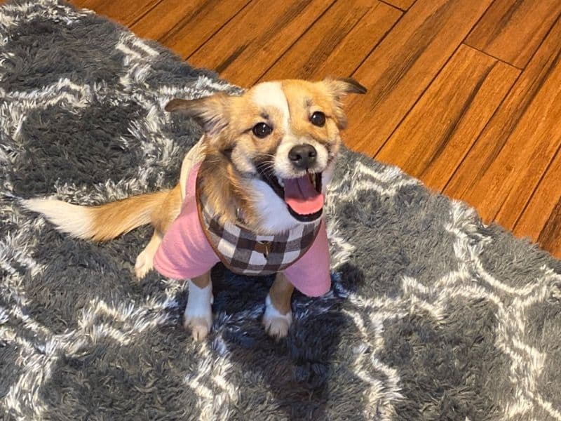 Australian Shepherd 3 years 8 months old female small named Maple for adoption in Marion County, Indiana | Petmeetly