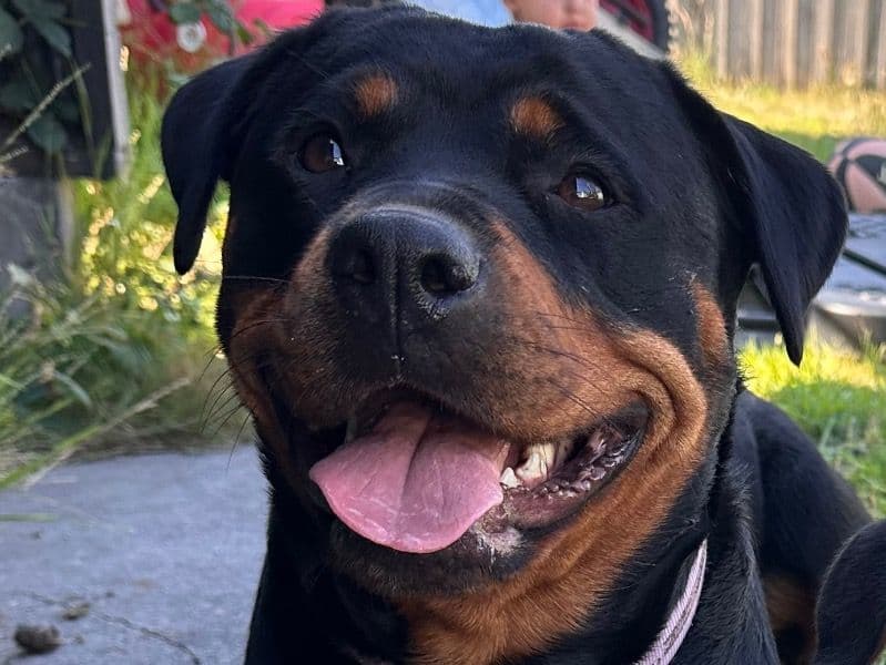Rottweiler 2 years 7 months old female large named Poppy for breeding in Latrobe City, Victoria | Petmeetly