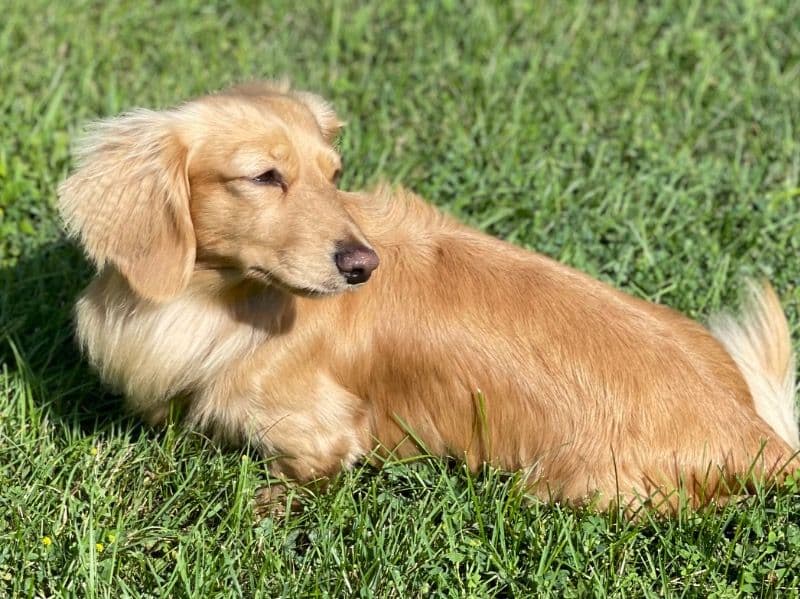 Miniature Dachshund 7 years 10 months old male medium named Murphy for breeding in Chautauqua County, New York | Petmeetly