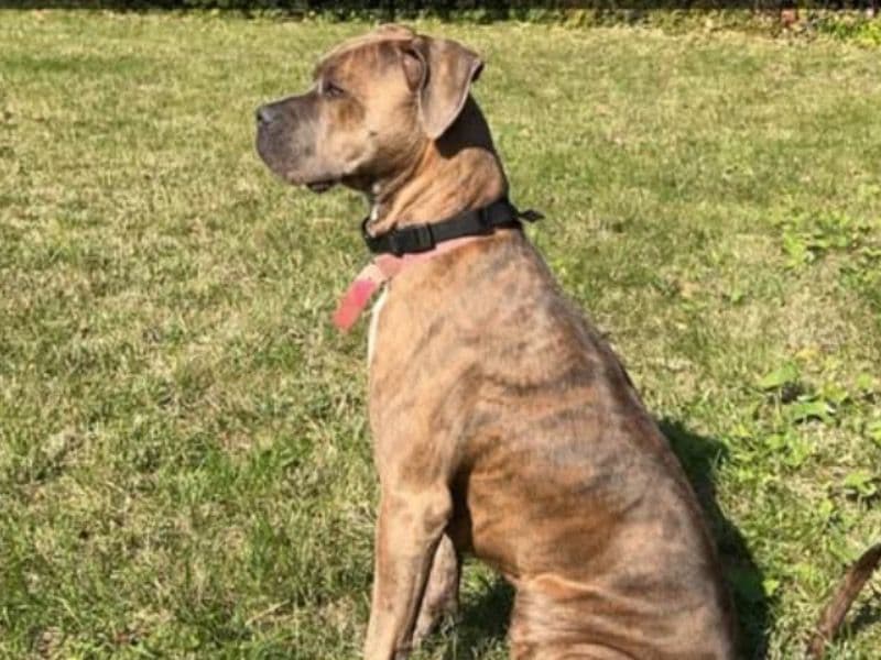 American Staffordshire Terrier 5 years 11 months old female large named Cocoa for breeding in Montgomery County, Ohio | Petmeetly