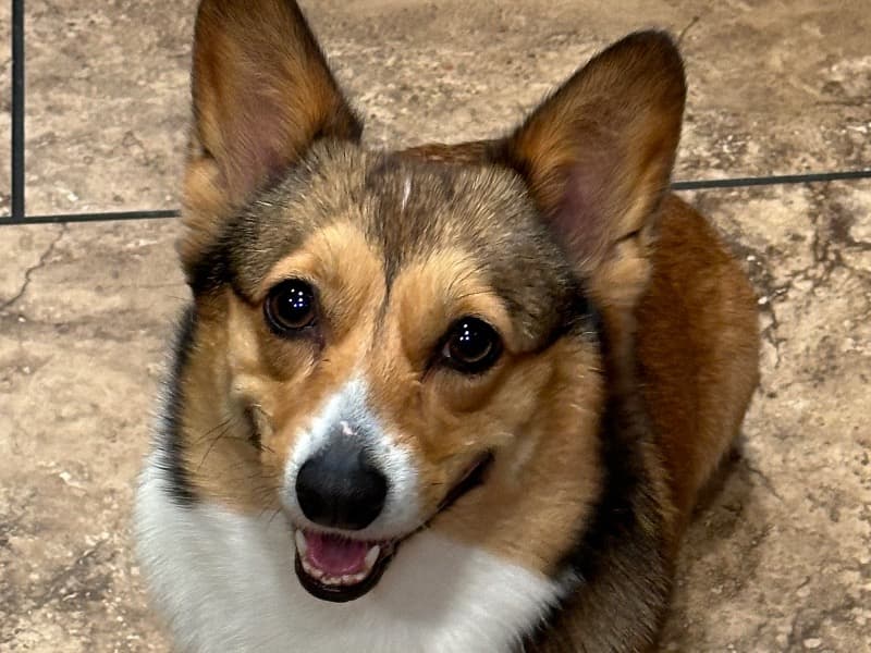 Corgi 3 years 2 months old female small named Canela for breeding in Riverside County, California | Petmeetly