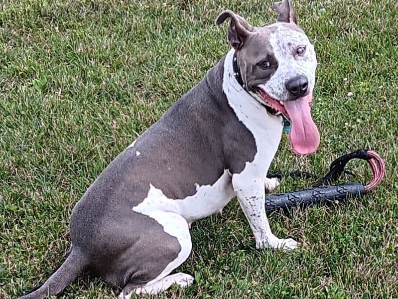 American Bully 4 years 6 months old female medium named Ollymae for breeding in York County, Pennsylvania | Petmeetly