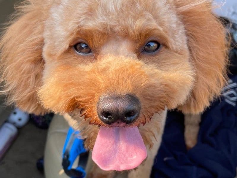 Miniature Poodle 6 years 9 months old male medium named Simba for breeding in Hartford County, Connecticut | Petmeetly