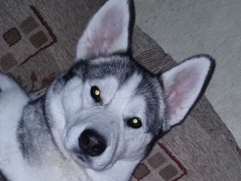 Husky 3 years 6 months old female medium named Narla for breeding in West Midlands, England | Petmeetly