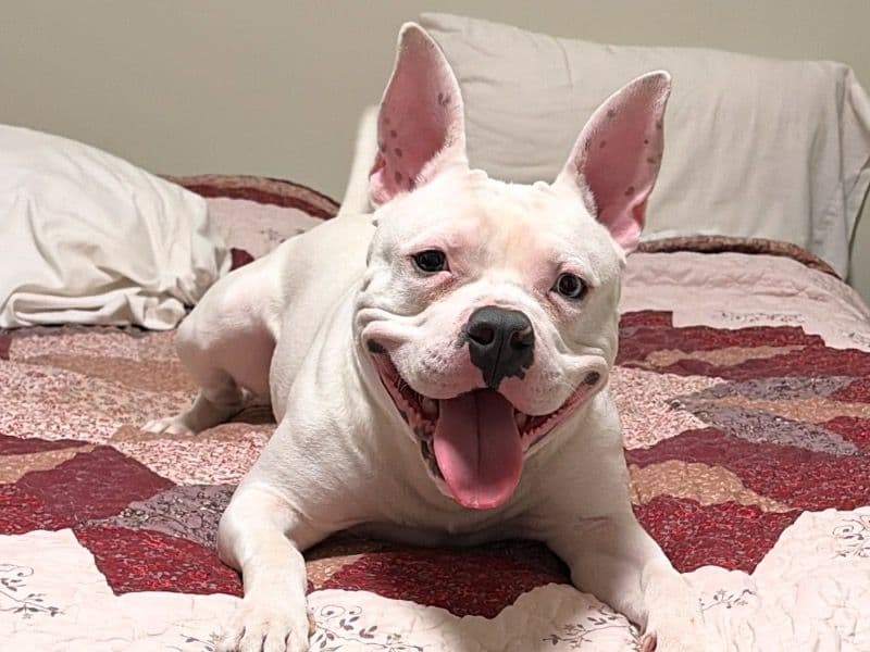 American Bully 1 year 10 months old male medium named Logan for adoption in Lehigh County, Pennsylvania | Petmeetly