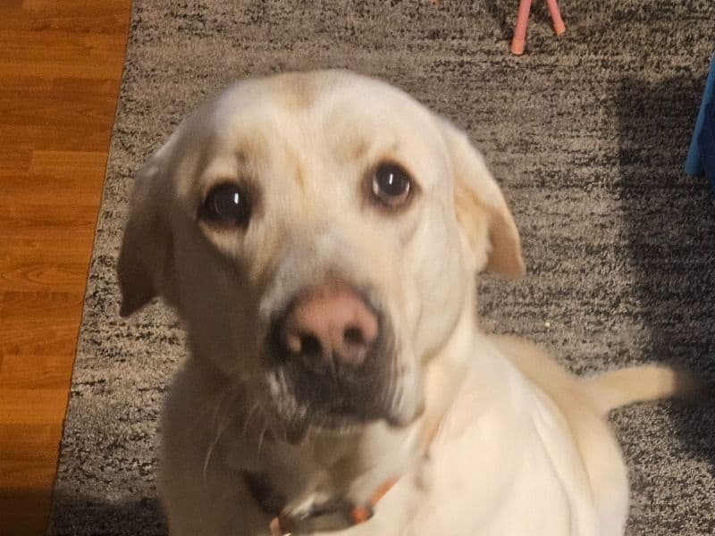 Labrador Retriever 4 years old male large named Jacob for adoption in Audrain County, Missouri | Petmeetly
