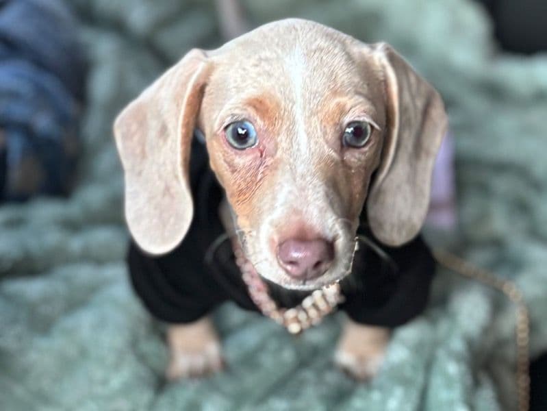 Miniature Dachshund 1 year 2 months old female small named Nala for breeding in Iredell County, North Carolina | Petmeetly