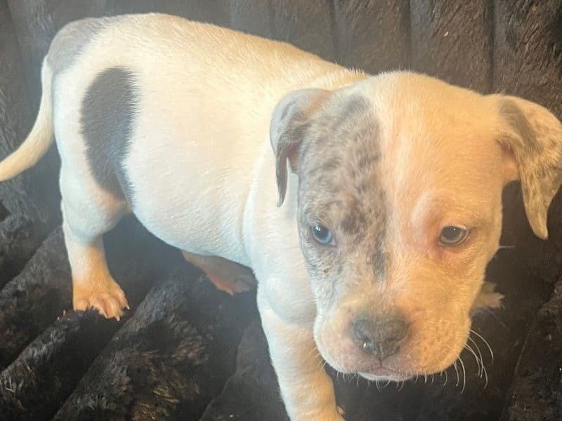 American Bully 6 months old male medium named Kilo for breeding in King County, Washington | Petmeetly