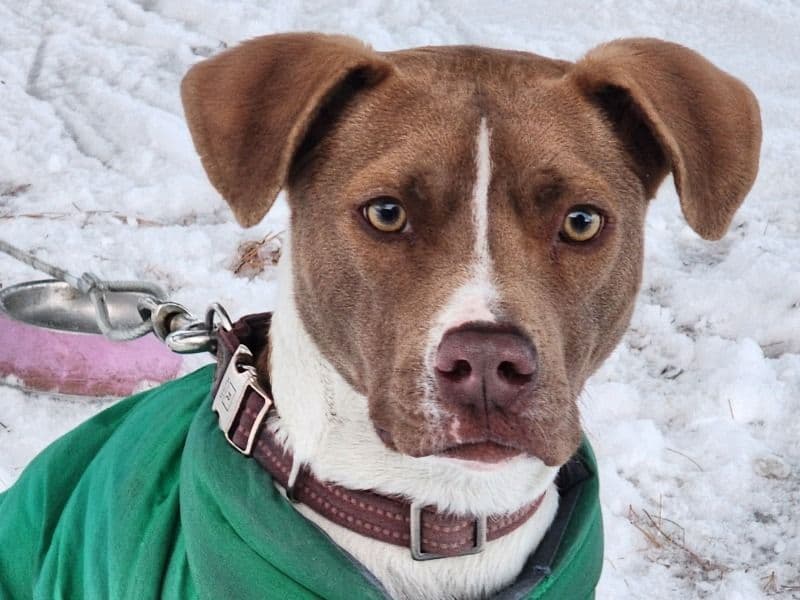 Blue nose Pitbull 2 years old male medium named Usey for adoption in Winneshiek County, Iowa | Petmeetly