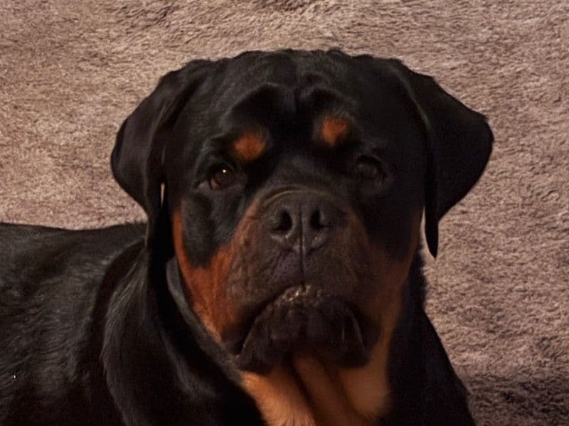 German Rottweiler 1 year 1 month old male large named Ryker for breeding in Lehigh County, Pennsylvania | Petmeetly