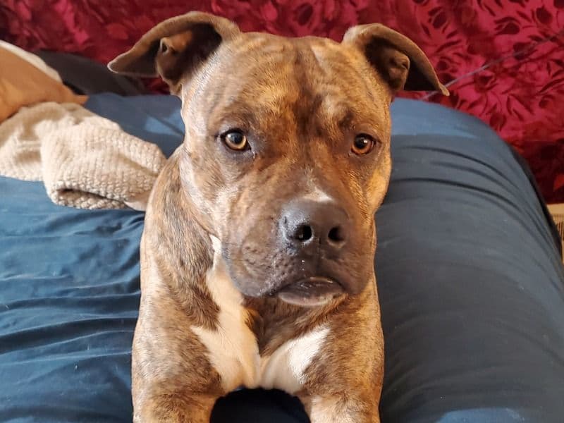 Brindle Pitbull 8 years 1 month old male medium named Comanche for breeding in Placer County, California | Petmeetly