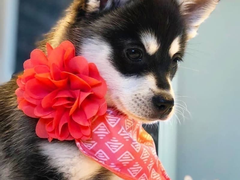 Alaskan Klee Kai 3 months old male medium named Boba for sale in Washington, District of Columbia | Petmeetly