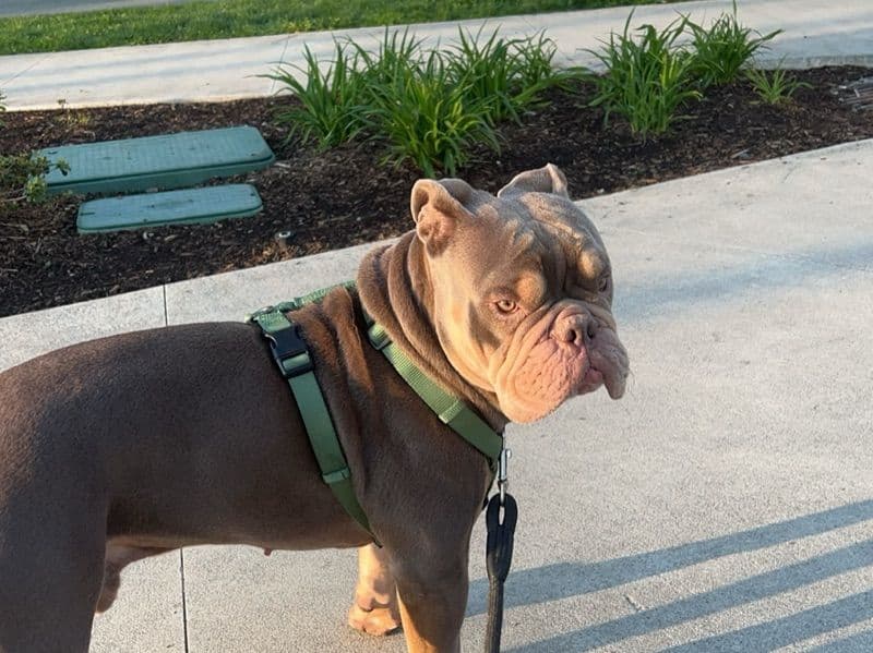 Old English Bulldog 2 years 5 months old male medium named Bruno for breeding in Metro Vancouver, British Columbia | Petmeetly