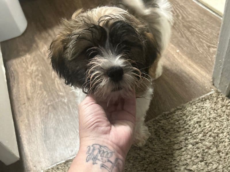 Shih Tzu 11 months old male small named Cooper for breeding in Shelby County, Tennessee | Petmeetly