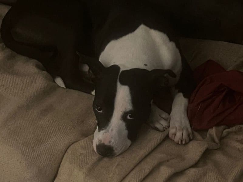 Pocket Bully 4 months old female small named Mula for sale in Duval County, Florida | Petmeetly