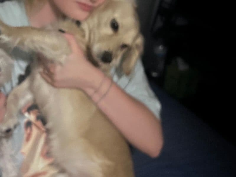 Black and Tan Coonhound 1 year old male small named Biscuit for breeding in Maricopa County, Arizona | Petmeetly