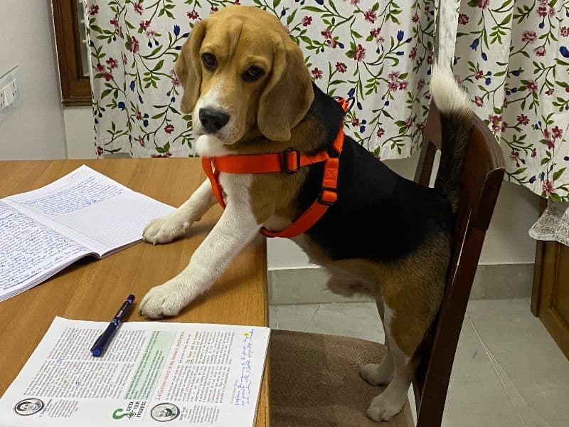 Beagle 5 years 5 months old male medium named Dodge for breeding in Bangalore Division, Karnataka | Petmeetly